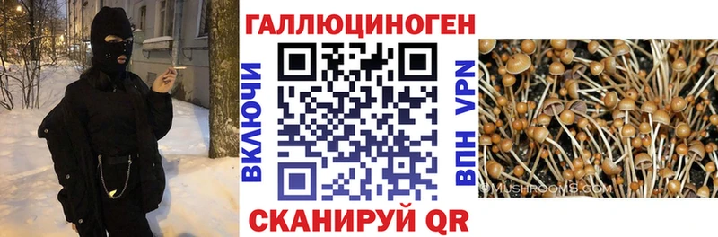 Псилоцибиновые грибы Cubensis  Купить закладки  Вяземский 